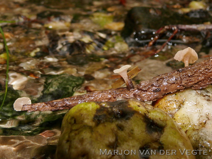 Waterknoopje - Cudoniella clavus var. clavus