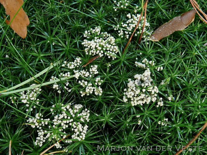 Waterknoopje - Cudoniella clavus var. clavus