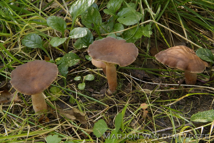 Donkere watermelkzwam - Lactarius serifluus