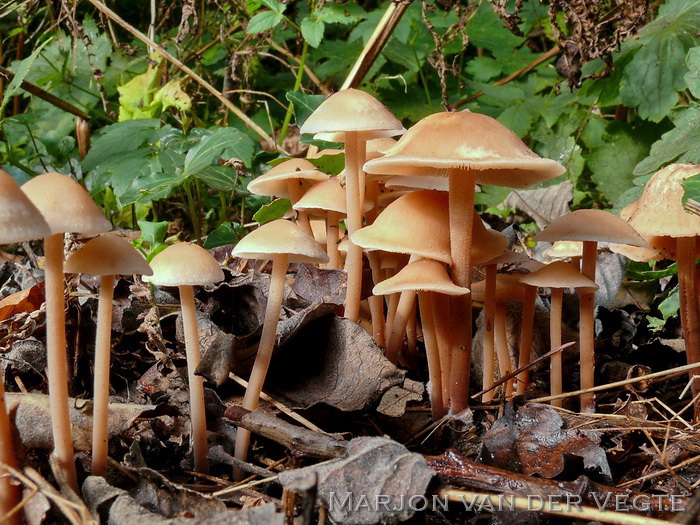 Weidekringzwam - Marasmius oreades