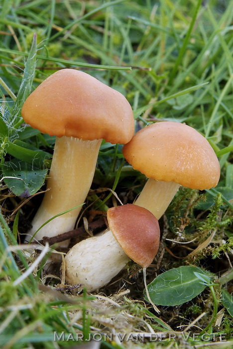 Weidewasplaat - Hygrocybe pratensis