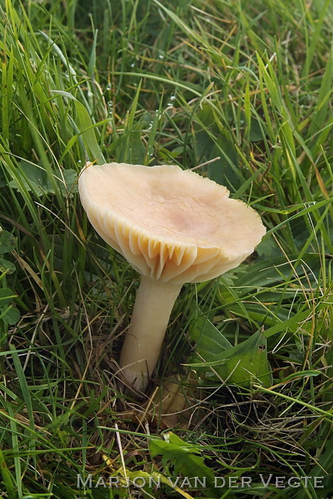 Weidewasplaat - Hygrocybe pratensis