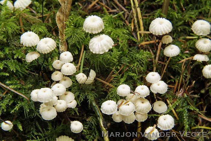 Dwergwieltje - Marasmius bulliardii