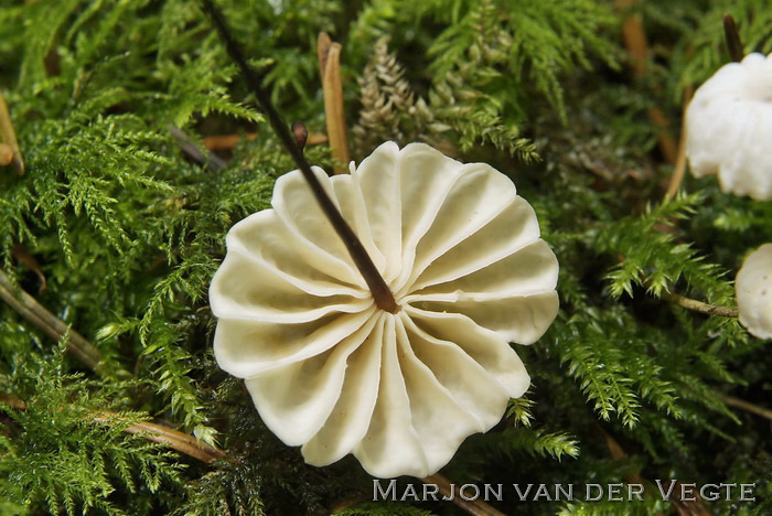 Dwergwieltje - Marasmius bulliardii