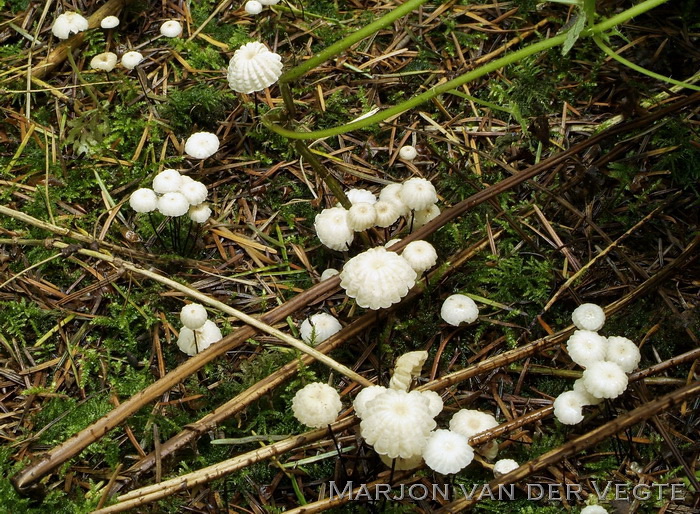 Dwergwieltje - Marasmius bulliardii