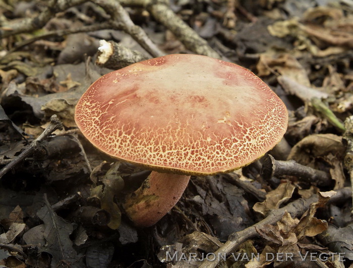 Wijnrode boleet - Xerocomellus ripariellus