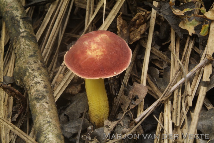 Wijnrode boleet - Xerocomellus ripariellus