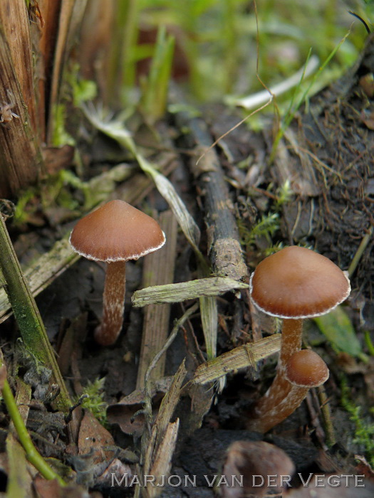 Witgegordelde streephoedgordijnzwam - Cortinarius albovariegatus