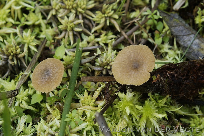 Moerasmatkopjematkopje - Simocybe laevigata