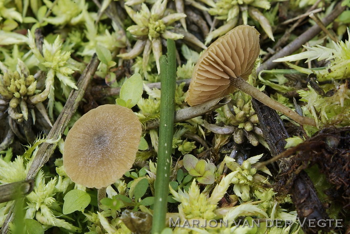 Moerasmatkopjematkopje - Simocybe laevigata