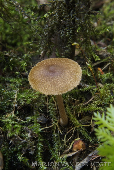 Wilgevezelkop - Inocybe salicis