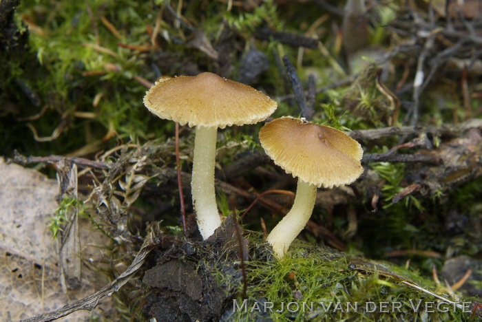 Wilgevezelkop - Inocybe salicis