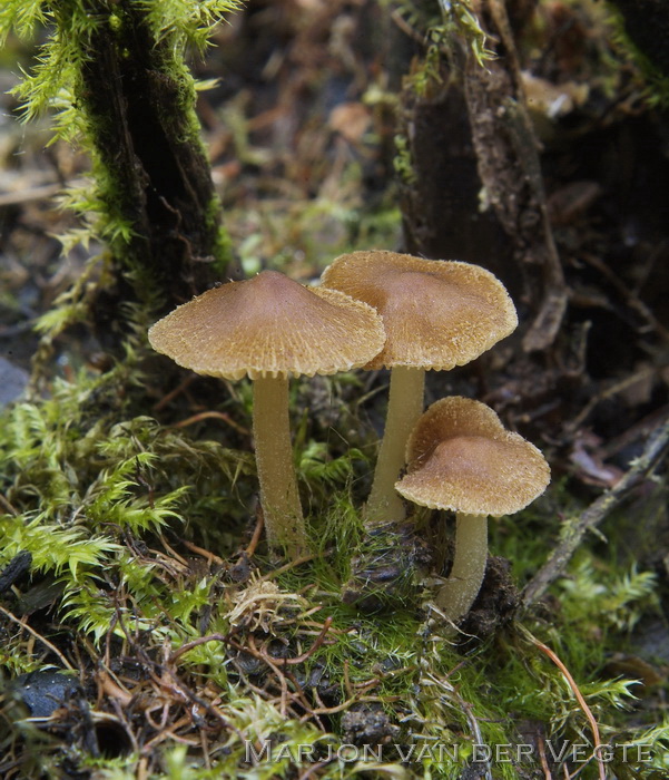 Wilgenvezelkop - Inocybe salicis