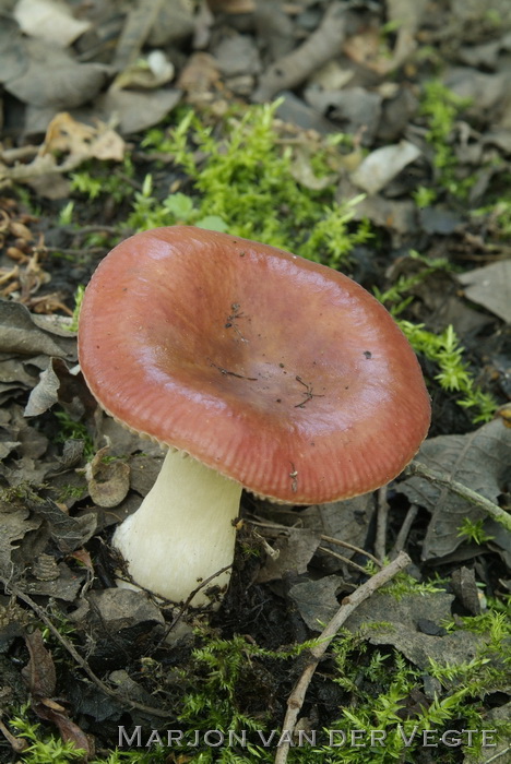 Wilgenrussula - Russula subrubens