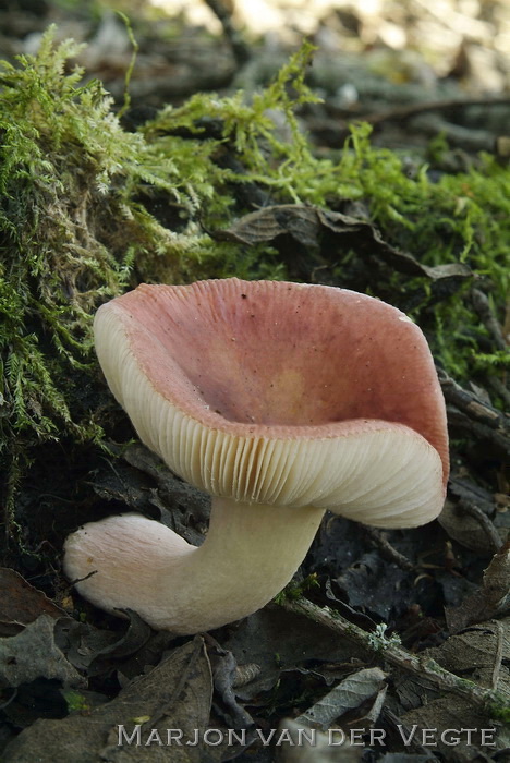 Wilgenrussula - Russula subrubens