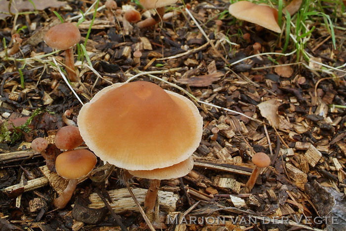 Winterdonsvoetje - Tubaria furfuracea var.hiemalis