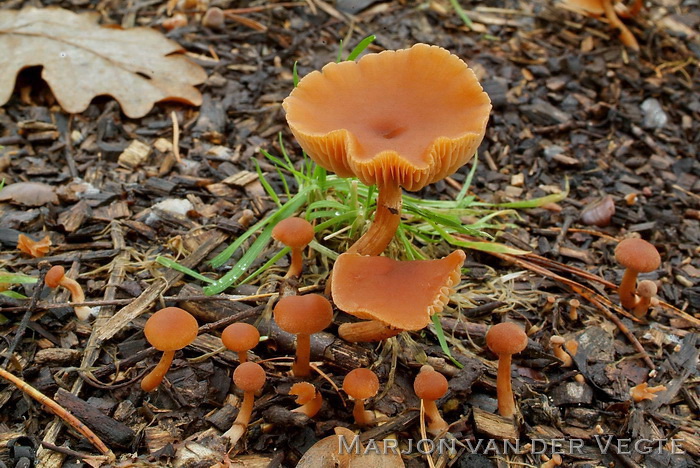 Winterdonsvoetje - Tubaria furfuracea var.hiemalis