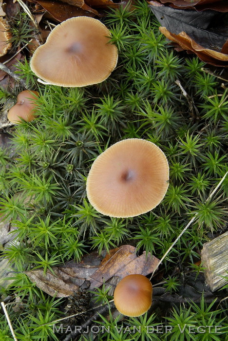 Winterdonsvoetje - Tubaria furfuracea var.hiemalis