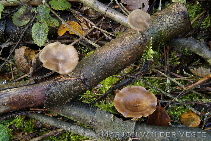 Winterhoutzwam - Polyporus brumalis