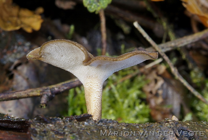 Winterhoutzwam - Polyporus brumalis