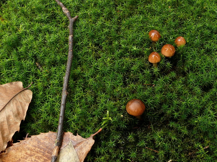 Beukenridderzwam - Tricholoma ustale