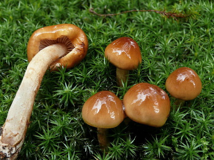 Beukenridderzwam - Tricholoma ustale