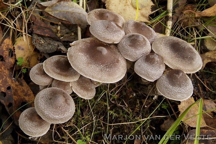 Witschubbige gordijnzwam - Cortinarius hemitrichus