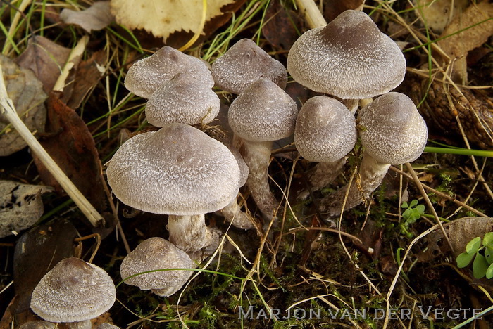 Witschubbige gordijnzwam - Cortinarius hemitrichus