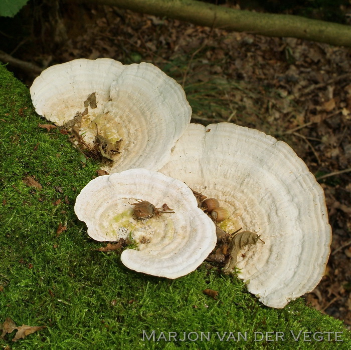 Witte bultzwam - Trametes gibbosa