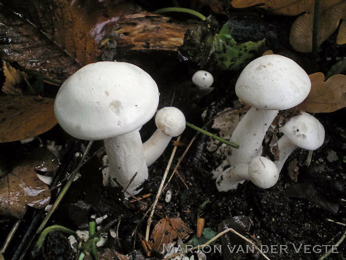 Witte bundelridderzwam - Clitocybe connata