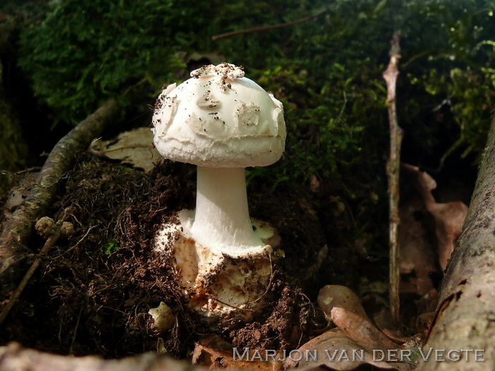 Witte knolamaniet - Amanita citrina var. alba