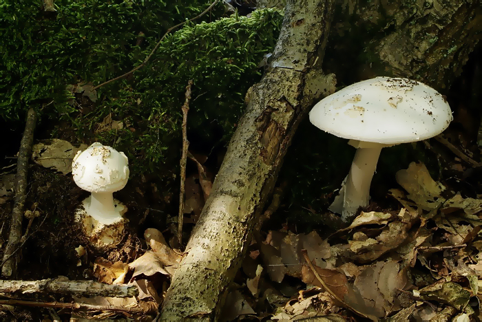 Witte knolamaniet - Amanita citrina var. alba