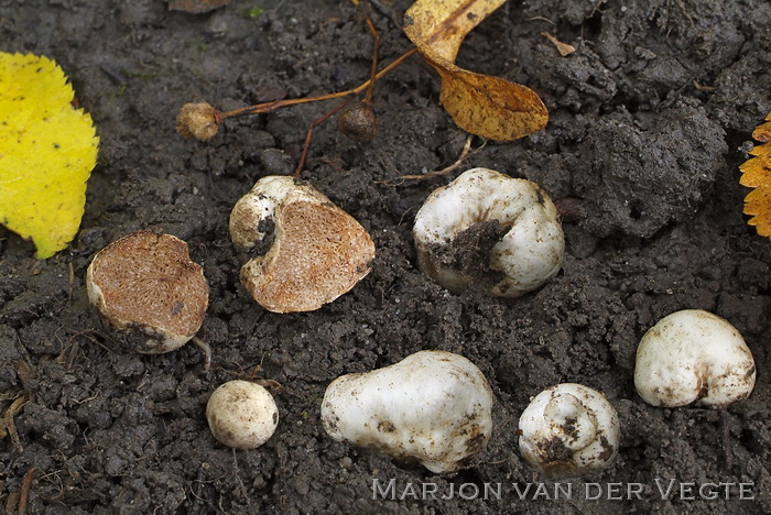 Witte zijdetruffel - Hymenogaster tener