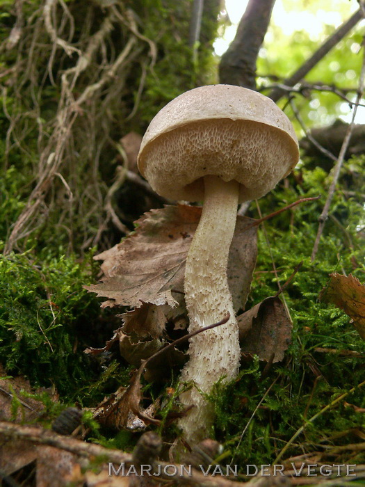 Witte berkenboleet - Leccinum holopus