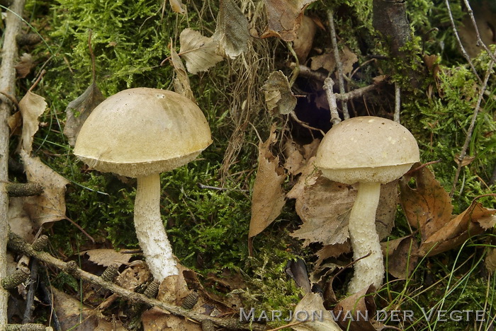 Witte berkenboleet - Leccinum holopus