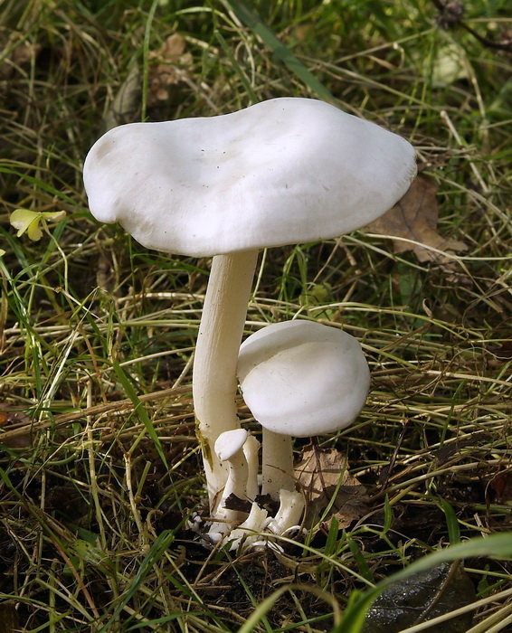 Witte bundelridderzwam - Clitocybe connata