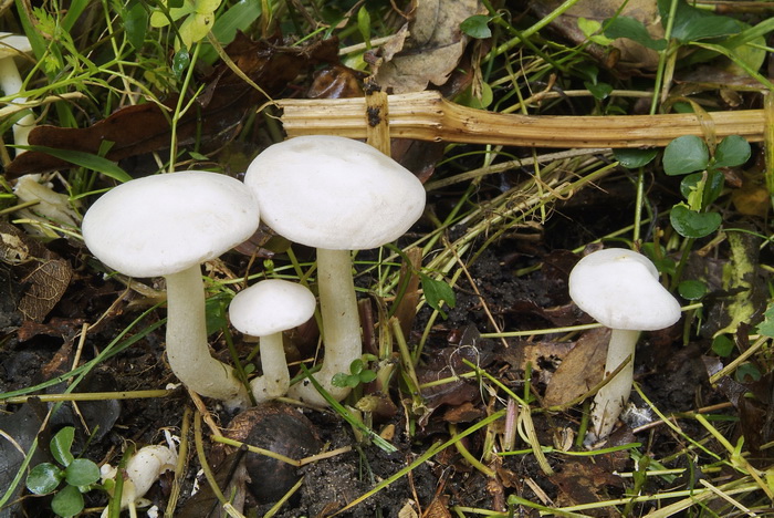 Witte bundelridderzwam - Clitocybe connata