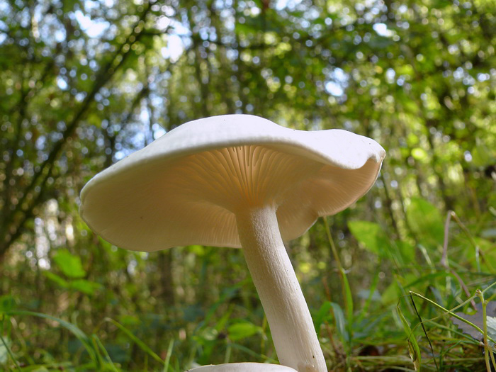 Witte bundelridderzwam - Clitocybe connata