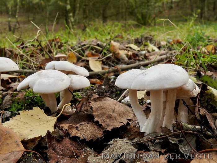 Witte bundelridderzwam - Clitocybe connata