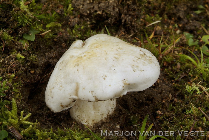 Witte duifridderzwam - Tricholoma colombetta