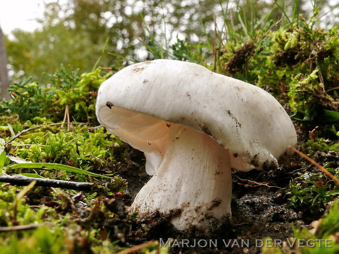 Witte duifridderzwam - Tricholoma colombetta