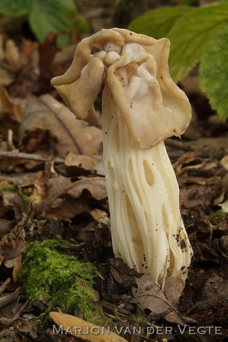 Witte kluifzwam - Helvella crispa