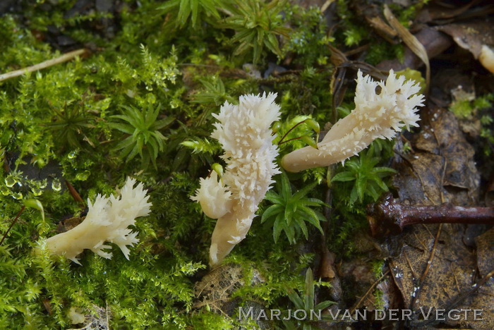 Witte koraalzwam - Clavulina coralloides