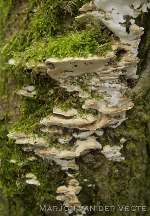 Witte populierzwam - Oxyporus populinus