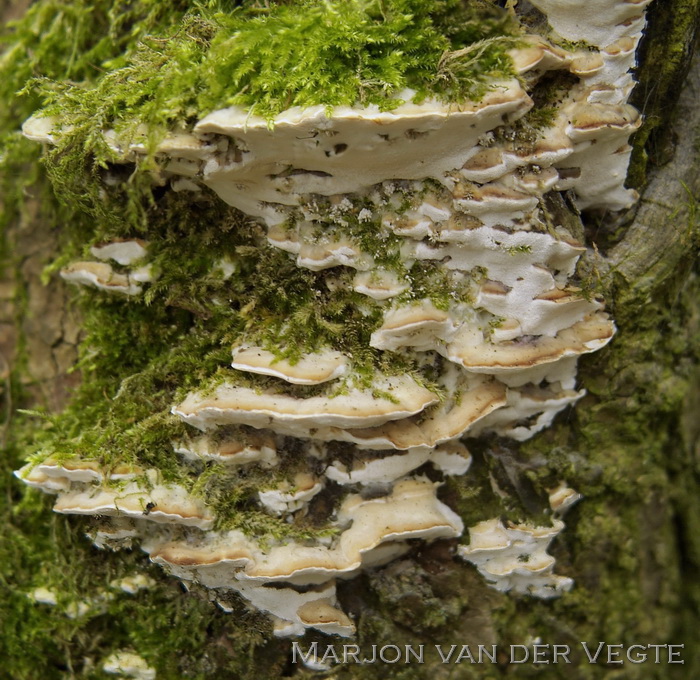 Witte populierzwam - Oxyporus populinus