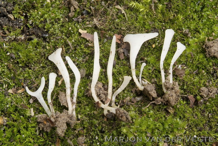 Witte sterspoorknotszwam - Clavaria asterospora