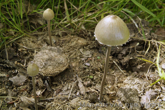 Witte vlekplaat - Panaeolus papilionaceus