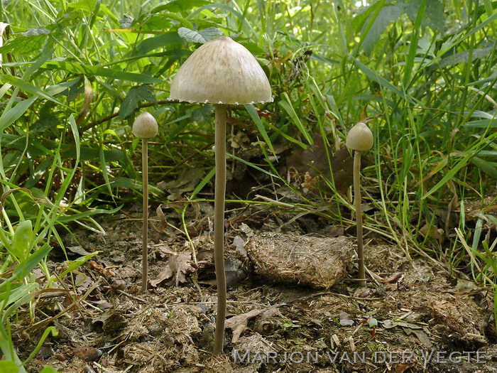 Witte vlekplaat - Panaeolus papilionaceus