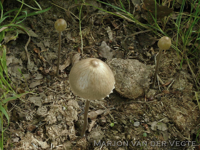 Witte vlekplaat - Panaeolus papilionaceus