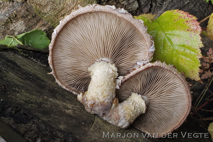 Wollige bundelzwam - Hemipholiota populnea